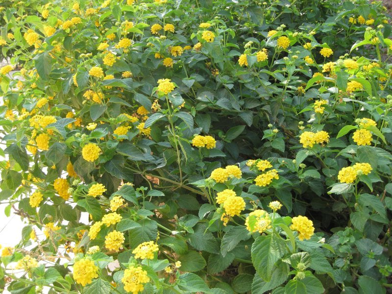 Garten Garten