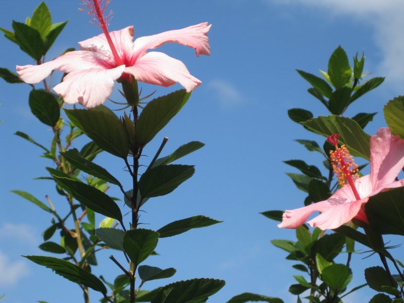 Vor der Terrasse - rosa Hibiskusblüten Vor der Terrasse - rosa Hibiskusblüten