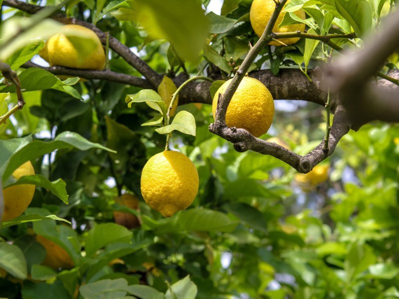 Zitronenbaum vor der Küche Zitronenbaum vor der Küche