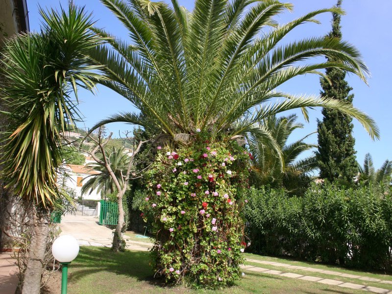 Palme Palme