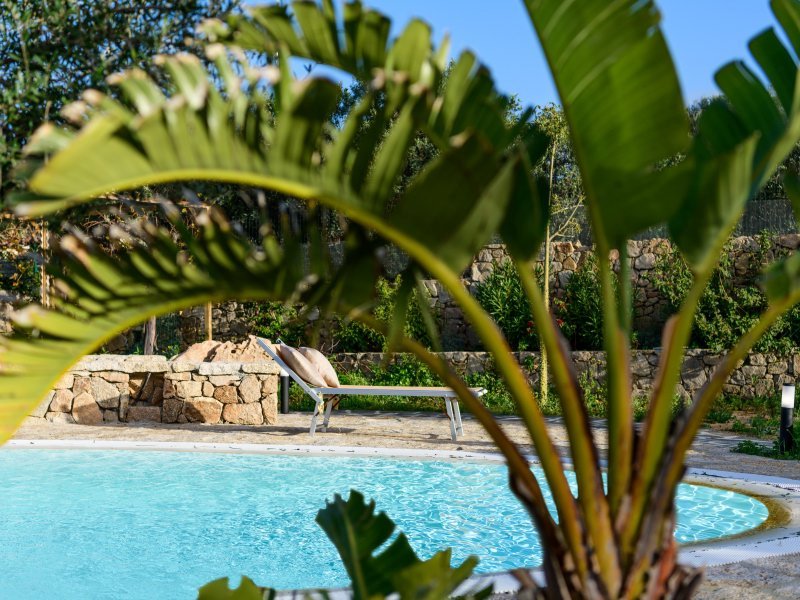 Exotischer Bananenbaum und Privatpool der Villa Oleandro Exotischer Bananenbaum und Privatpool der Villa Oleandro