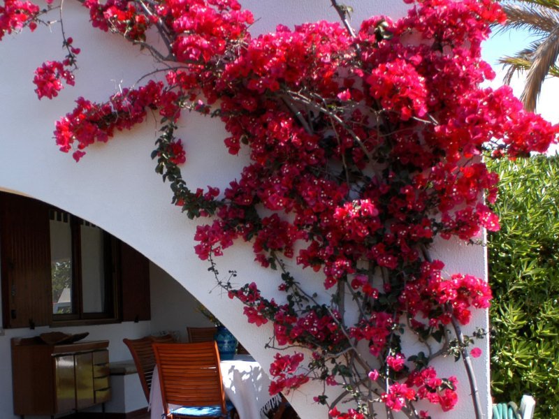 Bougainville Bougainville
