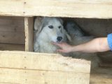 Hunde