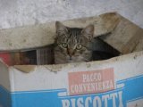 Katzen