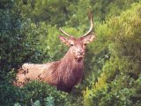 Wild deer Wild deer