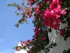 Flower in the garden