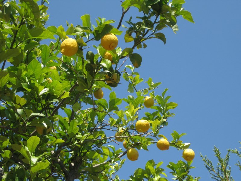 Ein Zitronenbaum im Garten neben der Terrasse