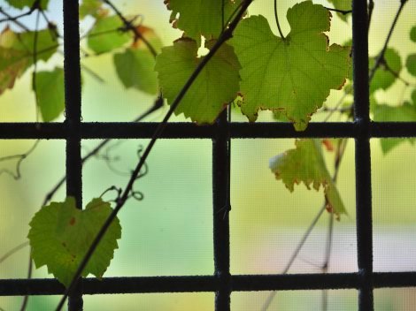 Wilder Wein rank sich an der großen Terrasse