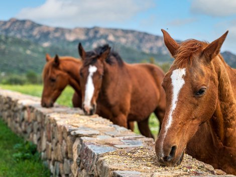 Es sind insgesamt 3 Pferde