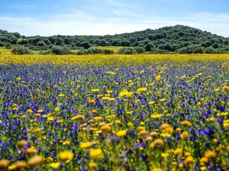Landschaft mit Blumenwiese im April bei Villa Fiori 3